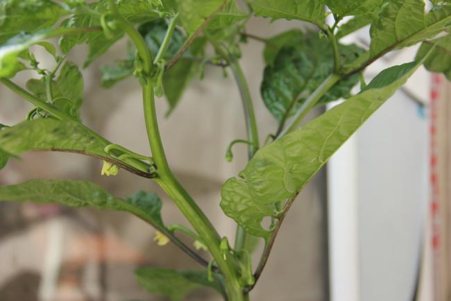 Name:  Trinidad Scorpion II.jpg
Views: 5680
Size:  30.0 KB