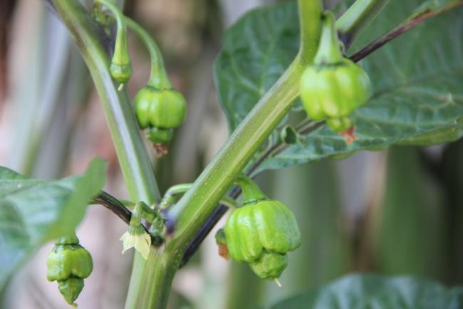 Name:  Trinidad Scorpion III.jpg
Views: 5912
Size:  29.2 KB