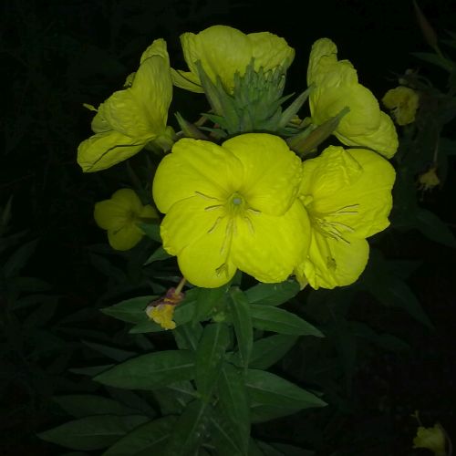 Name:  15062010072.jpg
Views: 1053
Size:  32.2 KB