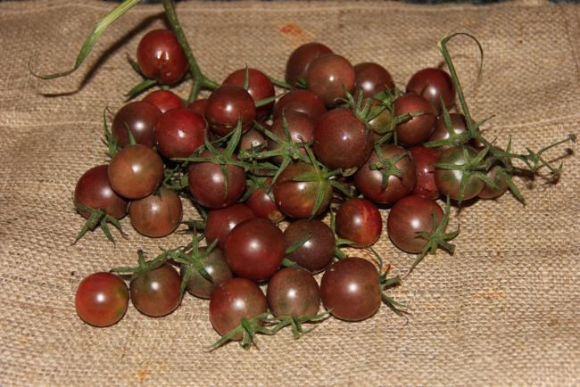 Name: Black Cherry I.jpg
Views: 5359
Size: 59.6 KB