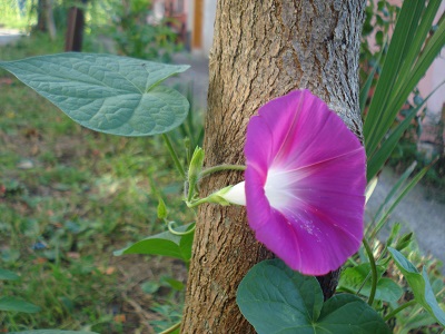 Name:  DSC05231.jpg
Views: 1591
Size:  66.2 KB