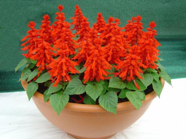 Name:  ates-cicegi-salvia-splendens-3b722a.jpg
Views: 3410
Size:  48.3 KB
