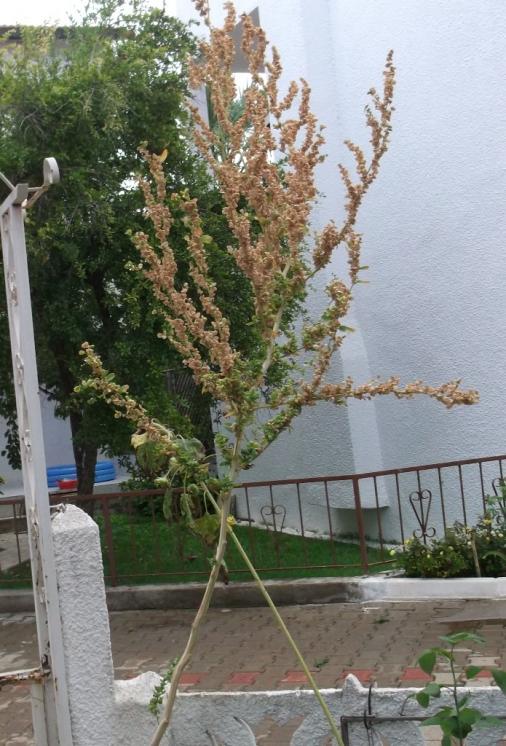 Name:  DSCF5711.jpg
Views: 3453
Size:  75.1 KB
