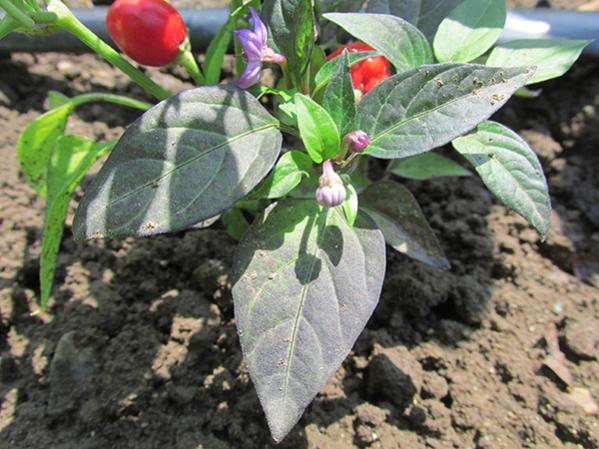 Name:  mor-inci-biberi.jpg
Views: 2240
Size:  54.8 KB