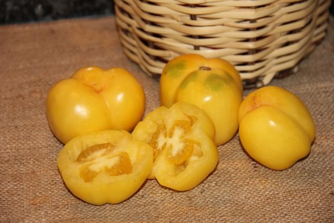 Name:  Doochova Yellow Pepper I.jpg
Views: 5049
Size:  41.7 KB