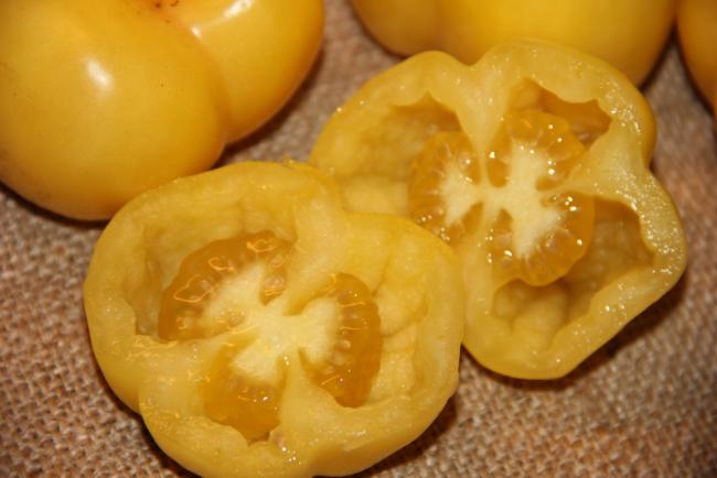 Name:  Doochova Yellow Pepper II.jpg
Views: 5067
Size:  32.5 KB
