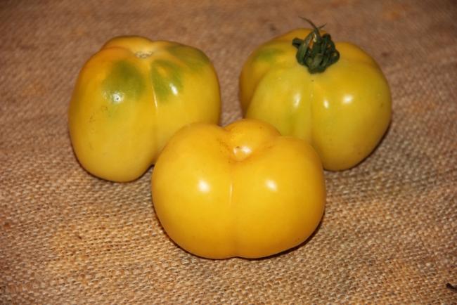 Name:  Doochova Yellow Pepper IV.jpg
Views: 5091
Size:  40.1 KB
