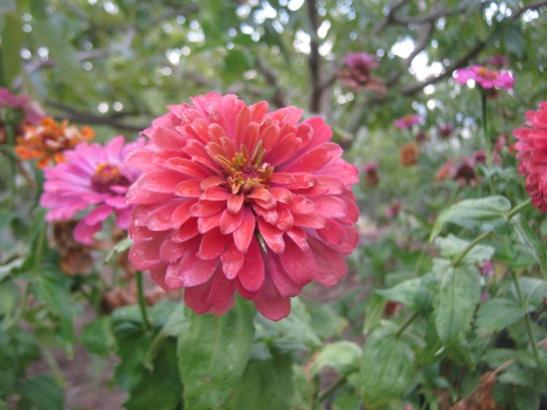 Name:  zinnia.jpg
Views: 1465
Size:  35.2 KB