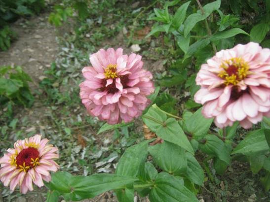 Name:  zinnia1.jpg
Views: 1533
Size:  43.1 KB