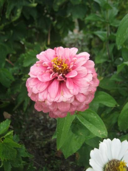 Name:  zinnia2.jpg
Views: 1502
Size:  29.2 KB