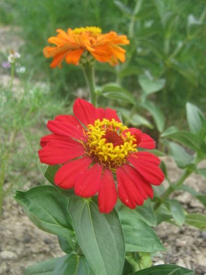 Name:  zinnia3.jpg
Views: 1464
Size:  29.9 KB