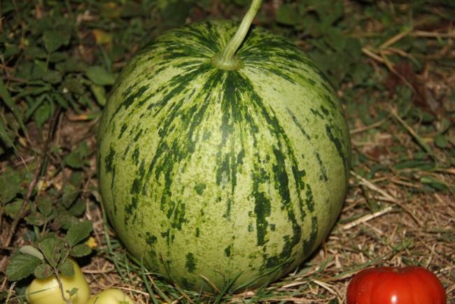 Name:  Osh Kırgızia III.jpg
Views: 5040
Size:  56.0 KB