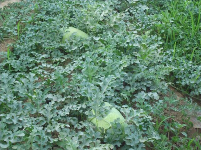 Name:  arliston karpuz.jpg
Views: 2976
Size:  70.3 KB