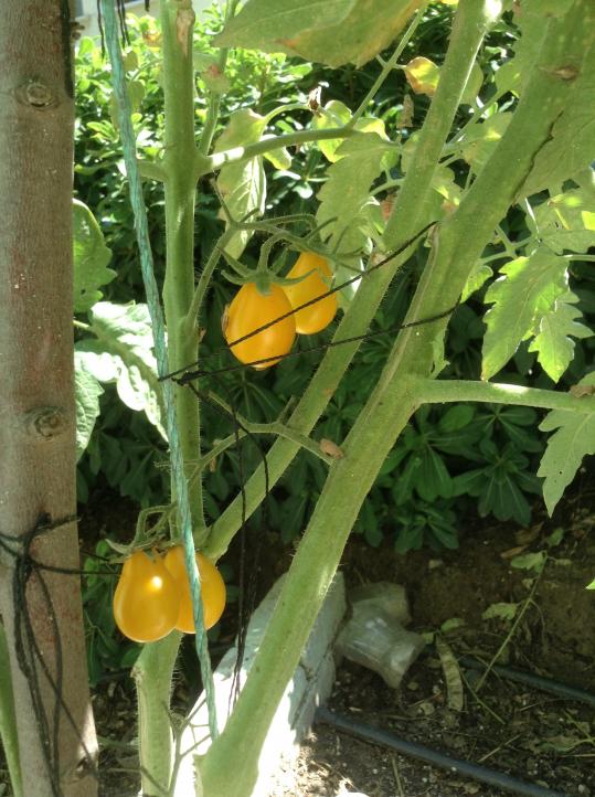 Name:  IMG_1048.jpg
Views: 756
Size:  75.6 KB