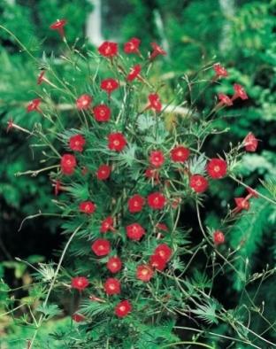 Name:  ipomoea cardinal climber-400x400.jpg
Views: 1070
Size:  30.8 KB