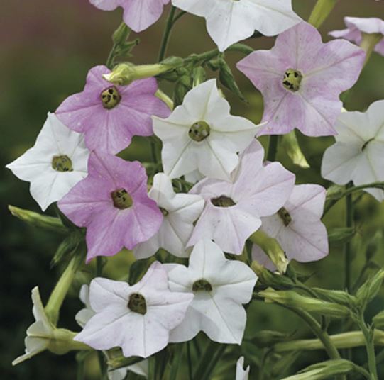 Name:  nicotiana.JPG
Views: 1939
Size:  48.5 KB