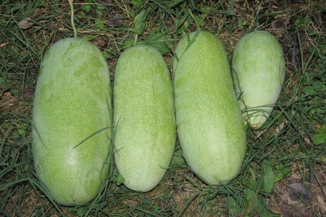 Name:  Ali Baba II.jpg
Views: 5874
Size:  62.2 KB
