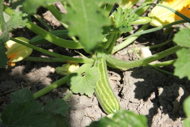 Name:  Costata Romanesco 3.jpg
Views: 888
Size:  44.8 KB