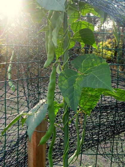 Name:  bean00002.jpg
Views: 871
Size:  68.2 KB