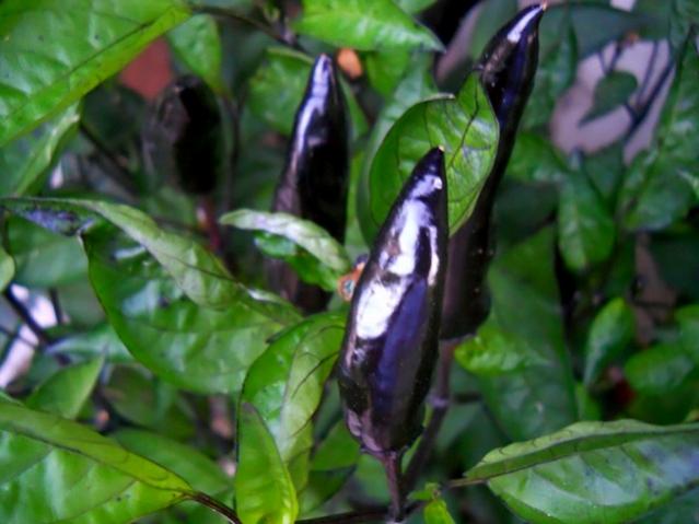 Name:  DSCN2367.jpg
Views: 3693
Size:  39.7 KB