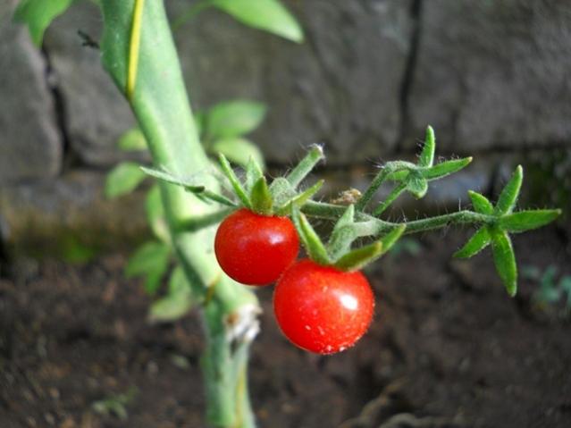 Name:  DSCN2525.jpg
Views: 2631
Size:  31.5 KB