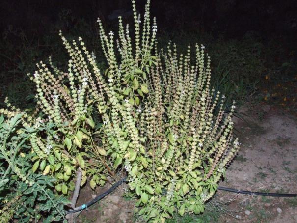 Name:  DSCF6090.jpg
Views: 3365
Size:  71.6 KB