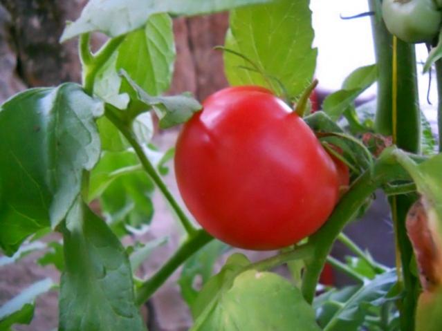 Name:  DSCN3133.jpg
Views: 2586
Size:  35.0 KB