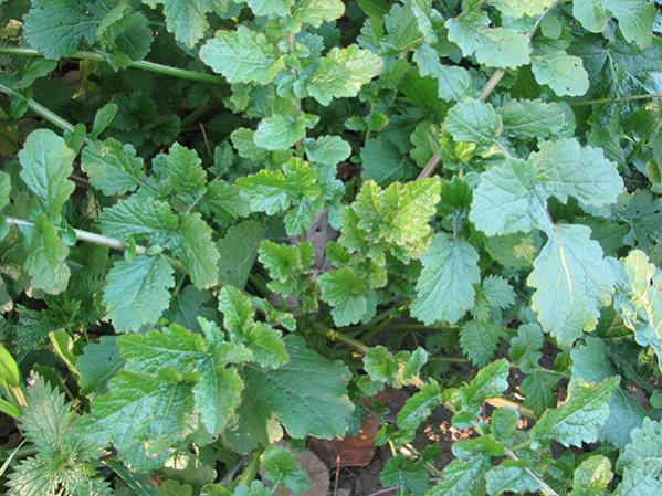 Name:  turp-otu.jpg
Views: 1871
Size:  67.2 KB