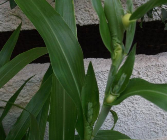 Name:  DSCF5305.jpg
Views: 2748
Size:  40.3 KB