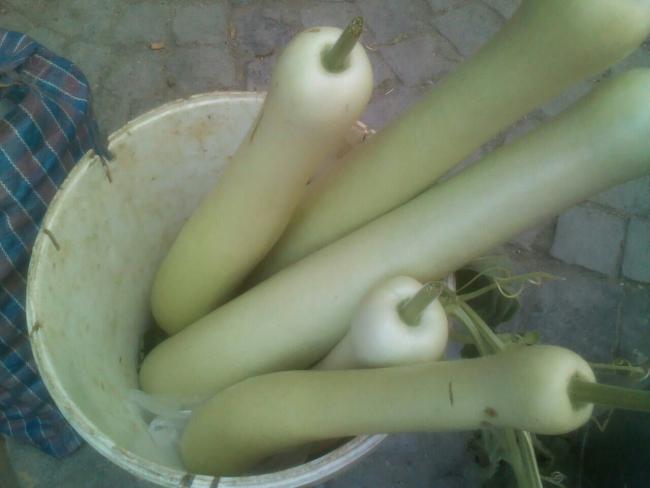 Name:  Keken Kaba II.jpg
Views: 2363
Size:  27.3 KB