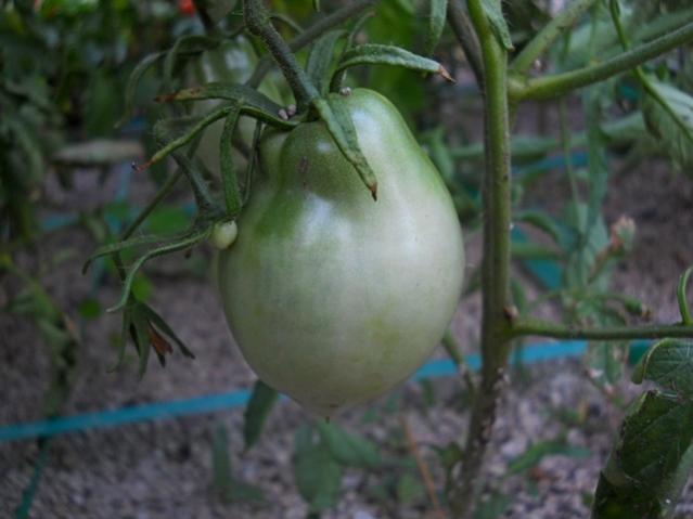 Name:  DSCN2283.jpg
Views: 1785
Size:  32.9 KB