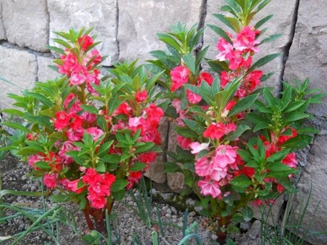 Name:  DSCN2086paylam.jpg
Views: 2119
Size:  67.7 KB