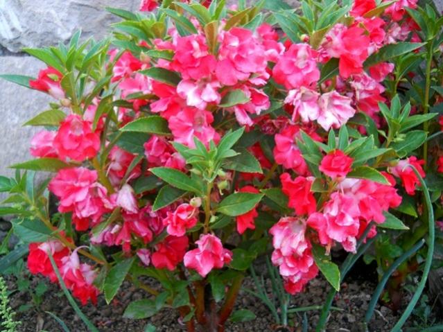 Name:  DSCN2571.jpg
Views: 3000
Size:  66.0 KB