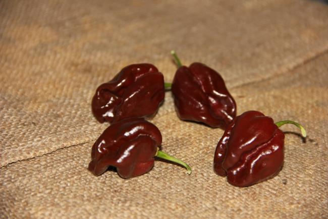 Name: Chocolate Habanero.jpg
Views: 1645
Size: 40.5 KB