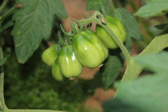 Name:  Roma Cherry II.jpg
Views: 1386
Size:  25.6 KB