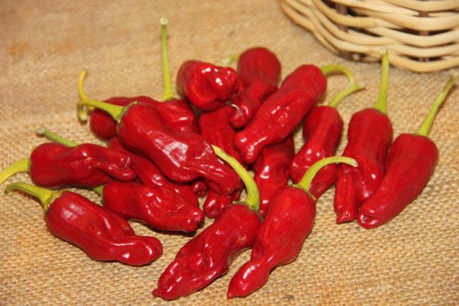 Name:  Golden Greek Pepperoncini.jpg
Views: 1407
Size:  49.1 KB