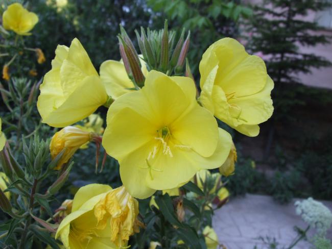 Name:  DSCF0443.jpg
Views: 2422
Size:  41.7 KB