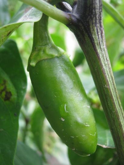 Name:  jalapeno1.jpg
Views: 481
Size:  28.3 KB