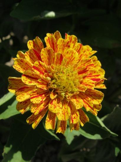Name:  zinnia.jpg
Views: 2426
Size:  33.4 KB