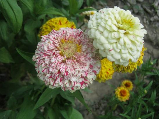 Name:  zinnia3.jpg
Views: 2402
Size:  35.2 KB