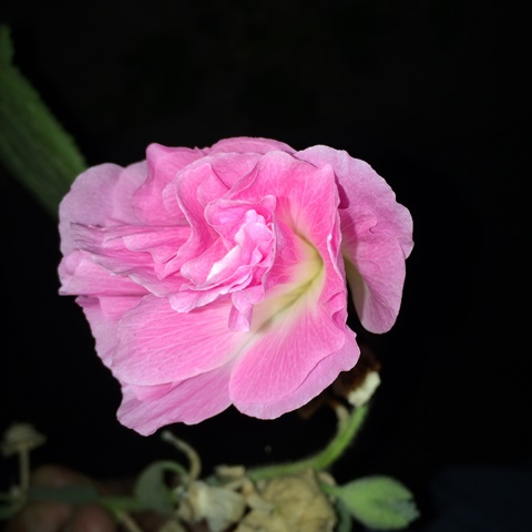 Name:  IMG_1673.JPG
Views: 1899
Size:  49.2 KB