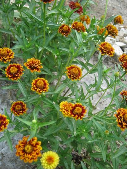 Name:  zinnia passion sunset.jpg
Views: 2393
Size:  54.4 KB