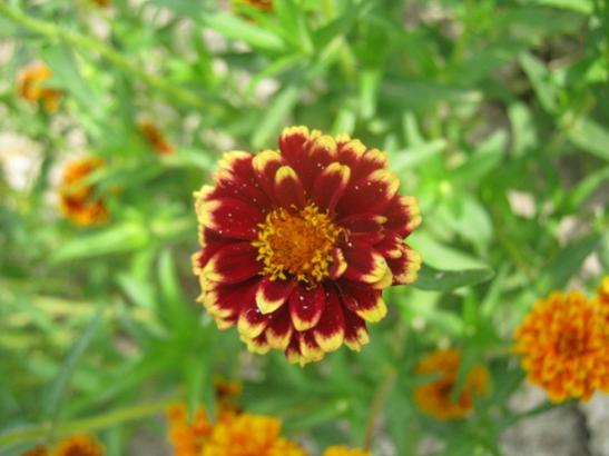 Name:  zinnia passion sunset1.jpg
Views: 2639
Size:  30.9 KB