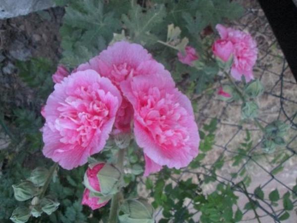 Name:  IMG_5353.jpg
Views: 909
Size:  39.4 KB