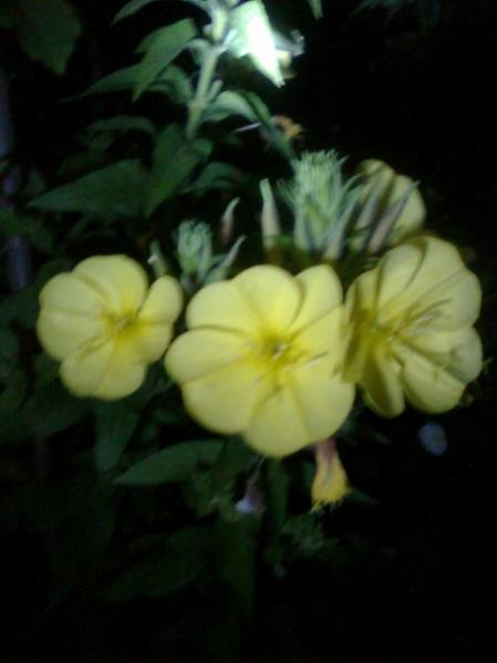 Name:  Grnt0076.jpg
Views: 889
Size:  22.5 KB