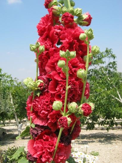 Name:  hatmi.jpg
Views: 2383
Size:  48.7 KB
