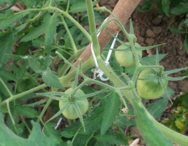 Name:  DSCF7479.jpg
Views: 2587
Size:  42.9 KB
