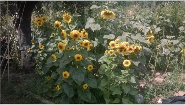 Name:  yemeklik ayiekleri.jpg
Views: 2440
Size:  57.6 KB