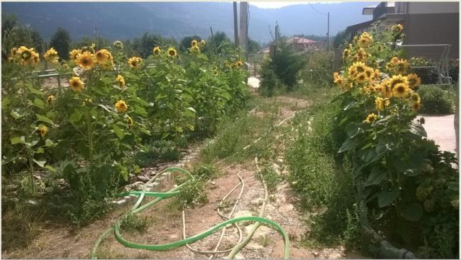 Name:  ayiei2.jpg
Views: 2441
Size:  55.0 KB