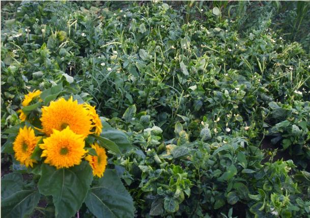Name:  bodur ay.jpg
Views: 2436
Size:  71.0 KB